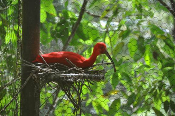 Guará na reserva de Pointe-à-Pierre, próximo à San Fernando, em Trinidad e Tobago